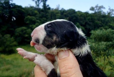 Filhotes Bull Terrier Anabrum