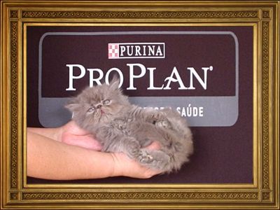 Gatinhos persas e himalaios