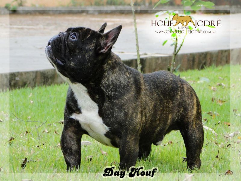 Bulldog Francês Microchipado Filho do Campeão Day Houf Viggore Bull