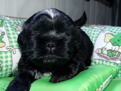 Filhotes de Shih Tzu