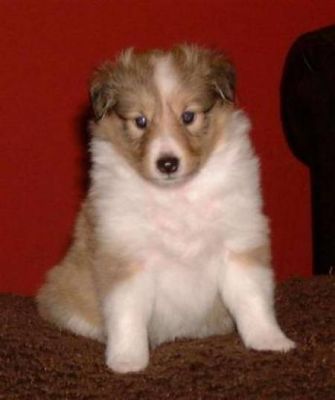 Pastor de shetland, Magníficos Filhotes  R$2.000