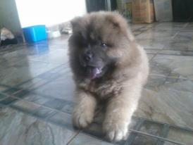 filhotes de chow chow em breve