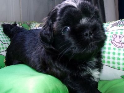 Filhotes de Shih Tzu