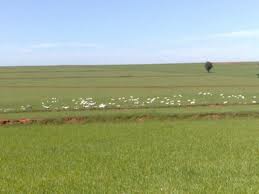 CONSÓRCIO DE IMÓVEL RURAL SEM JUROS