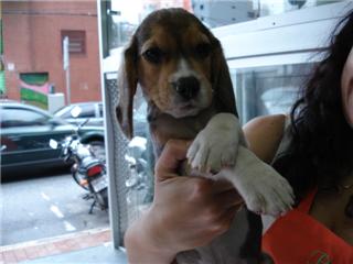 Procurando Filhotes de Qualidade?Poodle Lhasa Pinscher Labrador Rottweiler Boxer Basset...Consulte-n