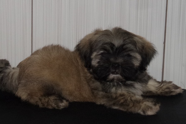 Filhote de Lhasa Apso Macho