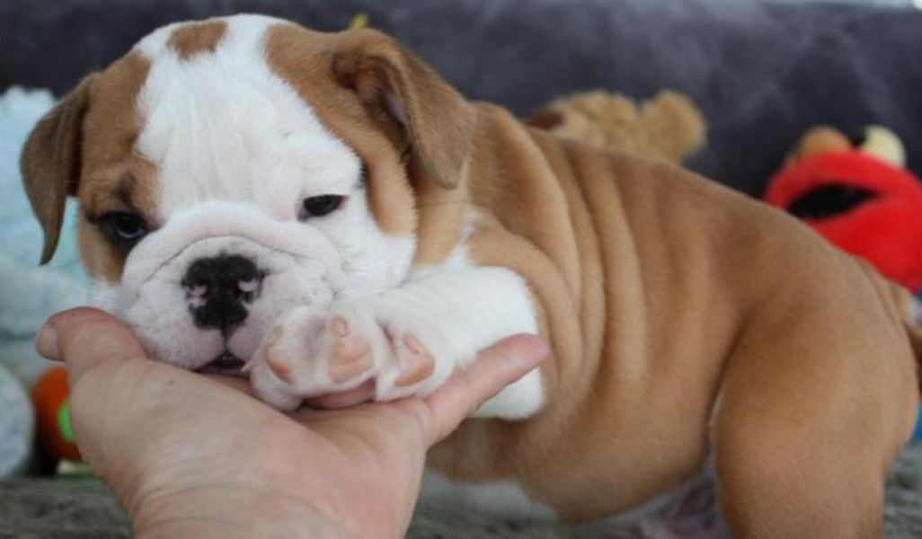 Saudável, bonito, bem treinados e vacinados inglês bulldog puppies disponíveis então voltar-nos logo