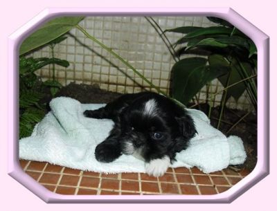 Lhasa Apso - Shih-Tzu Filhotes a Venda