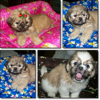 Shih-Tzu - Lhasa Apso - Poodle - Maltês