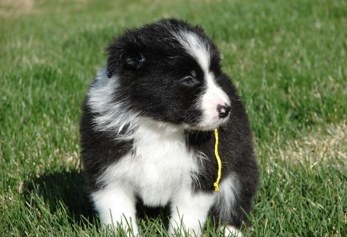 Filhotes de Border Collie à venda em SP e ABC.