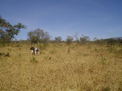 Fazenda em Formosa Goias com 774,4 hectares boa para plantio e criação de gado