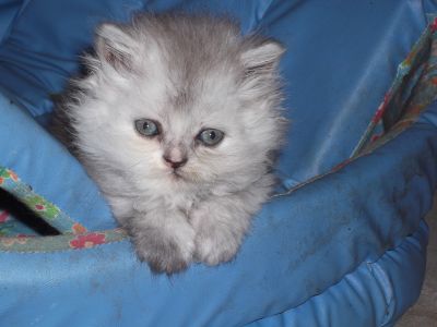 gatos persas Teutônia