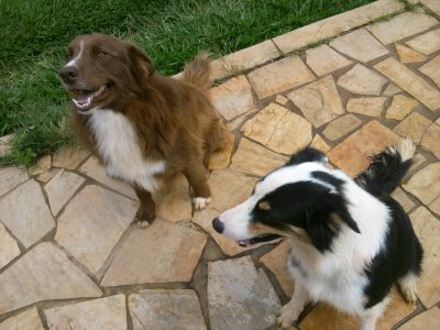 LINDOS FILHOTES DE BORDER COLLIER