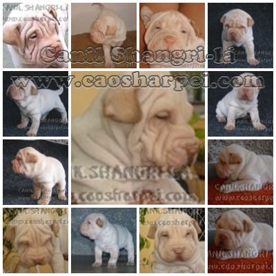 SHARPEI & CHOW-CHOW, OS CÃEZINHOS MAIS FOFOS DO MUNDO em até 18X