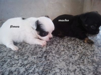 Lindos Filhotes de Chihuahua