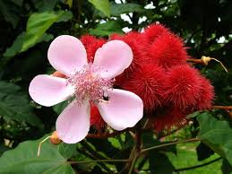 Mudas e Sementes de Plantas Medicinais e Ornamentais