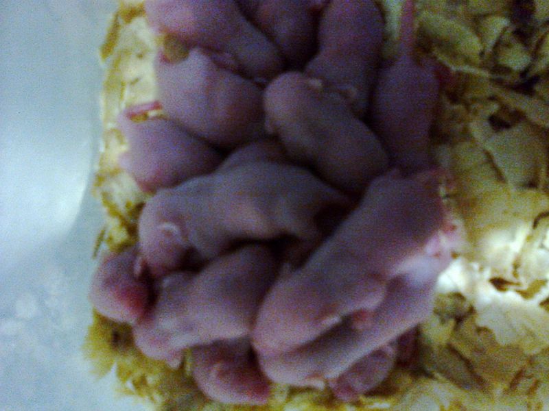 Camundongos em sp,camundongos congelados em sp,neonatos em sp,neonatos congelados em sp