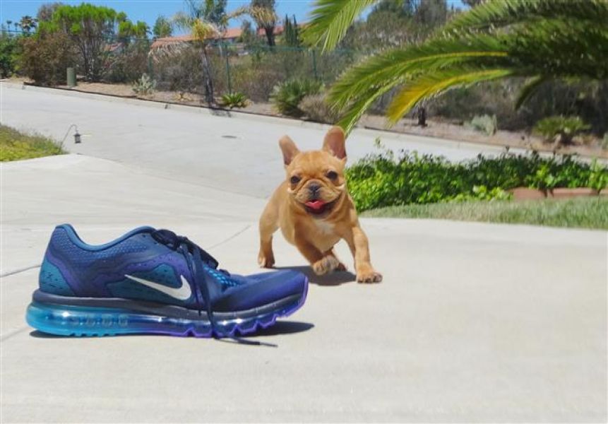 Lindos filhotes bulldog francês 