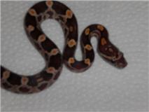 Corn Snake/Cobra do Milho