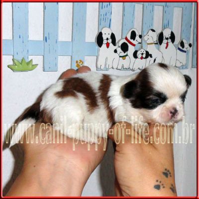 Canil puppy- vd filhotes shih tzu