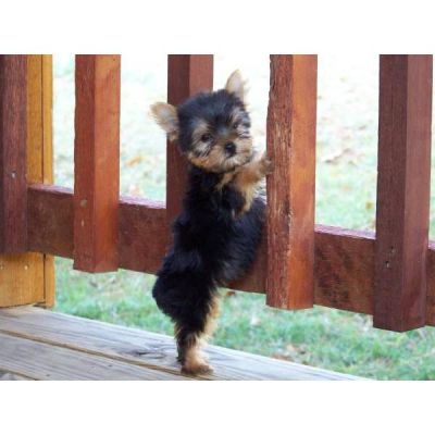 Filhotes de Yorkshire Terrier bonitos para adopç
