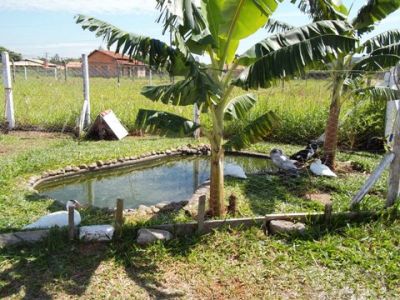 FAZENDA DE 1000 Á 1.200 HAC Á 25 MIL O HACTAR