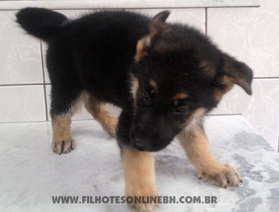 Pastor Alemão - Canil Filhotes On Line BH