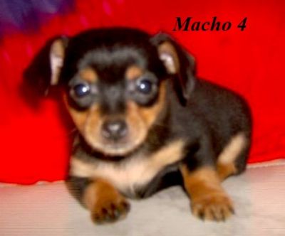 Maravilhosos filhotes mestiços de pinscher com chihuahua (machos) com 60 dias