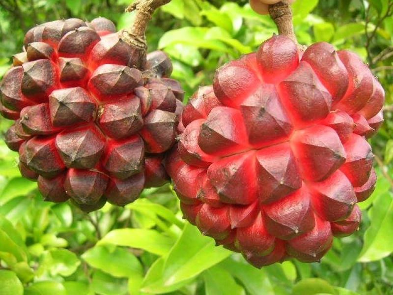 Mudas Frutiferas e Ornamentais em Geral