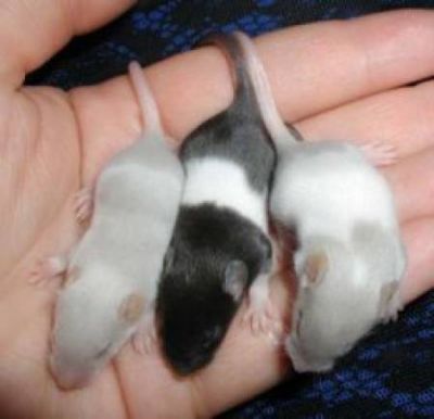 Camundongos: Neonatos,jovens e adultos