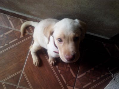 Labrador Amarelo Macho