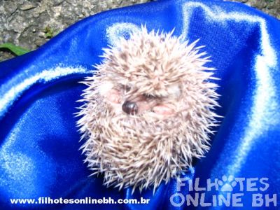 Hamster Chines filhotes a venda - Puppies for sale