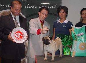 Filhotes de Pug, linhagem importada R$2.000