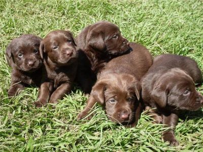 Retriever do Labrador Pretos e Chocolates
