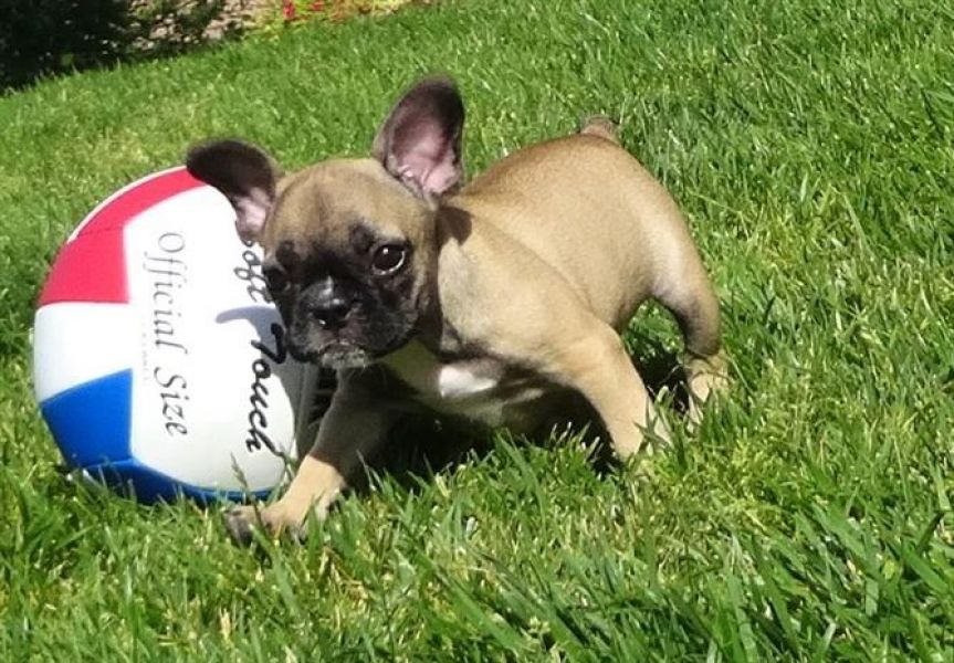 Lindos filhotes bulldog francês 