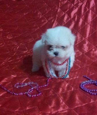 Linda Fêmea de Maltês