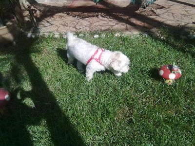 HOSPEDAGEM DE CÃES - TAU