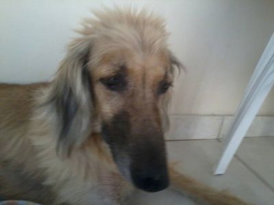 DOAÇÃO DE AFGAN HOUND