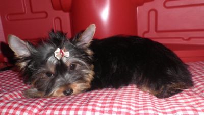 Yorkshire Fêmea - 7 meses