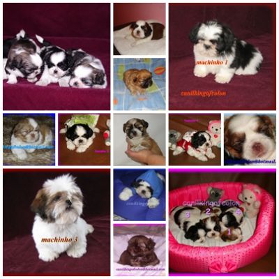 Shih Tzu, Filhotes, Filhotes de Shih Tzu, Filhotes de Shih Tzu a Venda, Venda de Filhotes, Venda de 