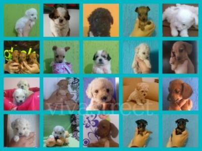 Canil BHZ Diversas raças