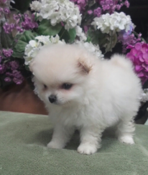 Spitz Alemão - Lulu da Pomerania