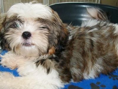 Promoção de pascoa, shih tzu, Porto Alegre, Pet Shop,