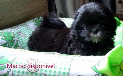 Filhotes de shih tzu