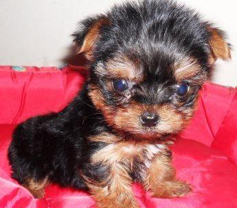 Venda, filhote, yorkshire, fêmea, Porto Alegre, Pet Shop,