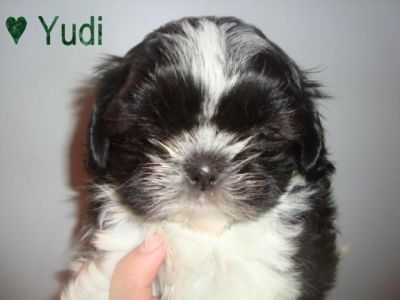 Dois bonitos. Encantador e perfeito teacup shih tzu filhotes para adoção