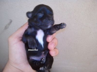 Lindos Filhotes de Chihuahua