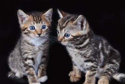 Photopets - Book para pets