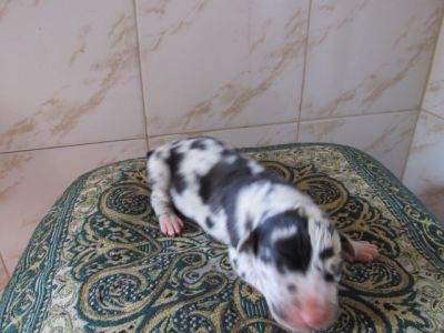 FILHOTES DE DOGUE ALEMAO