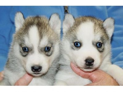 filhotes de husky siberiano para você